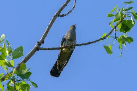 A common cuckoo sitting on a tree Stock Photos