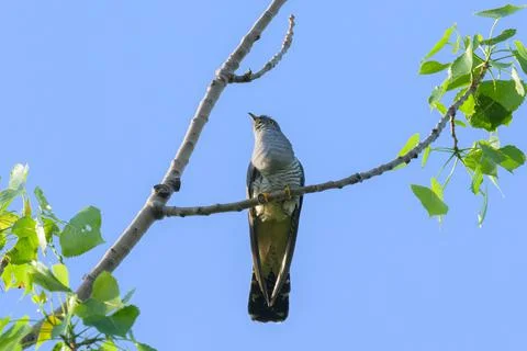 A common cuckoo sitting on a tree Stock Photos