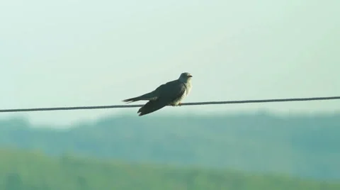 Common Cuckoo sitting on a wire and singing after migration Stock Footage 45107887