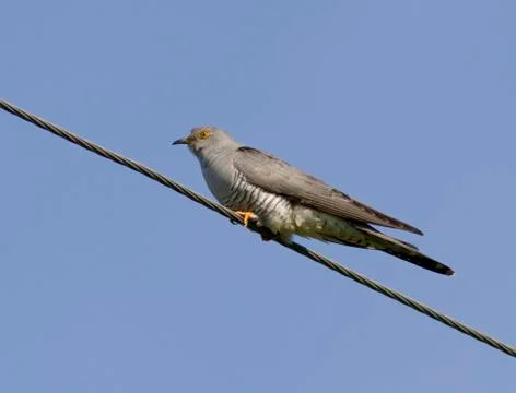 Common cuckoo sitting on a wire. Stock-Fotos