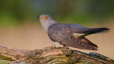 Common cuckoo song, European bird call, ... | Stock Video | Pond5