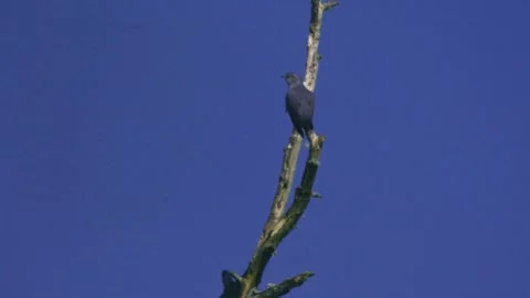 Common cuckoo taking off from tree branch into flight blue sky Stock Footage 334736139