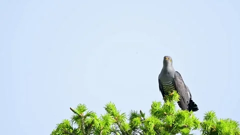Common Cuckoo Watching Surroundings From Elevated Perch Stock Footage 337445035