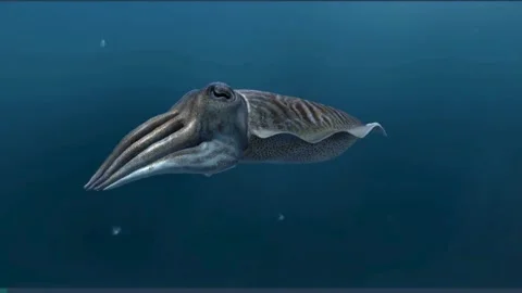 Common cuttle fish Stock Footage 260253414