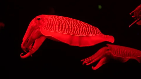 Common cuttlefish close-up, on a black background, funny aquarium pet Stock Footage 160885603