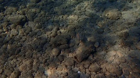 Common cuttlefish Stock Footage 100177529