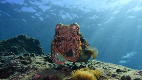 Common Cuttlefish Looking at Camera with Backlight Stock Footage 332623313
