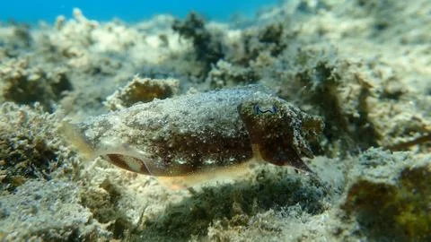 Common cuttlefish or European common cuttlefish (Sepia officinalis) Stock-Fotos