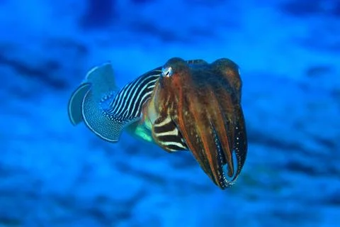 Common cuttlefish Stock Photos