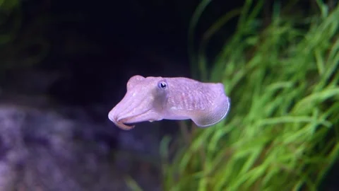 Common Cuttlefish (Sepia officinalis) – 4K Underwater Footage Stock Footage 313366191