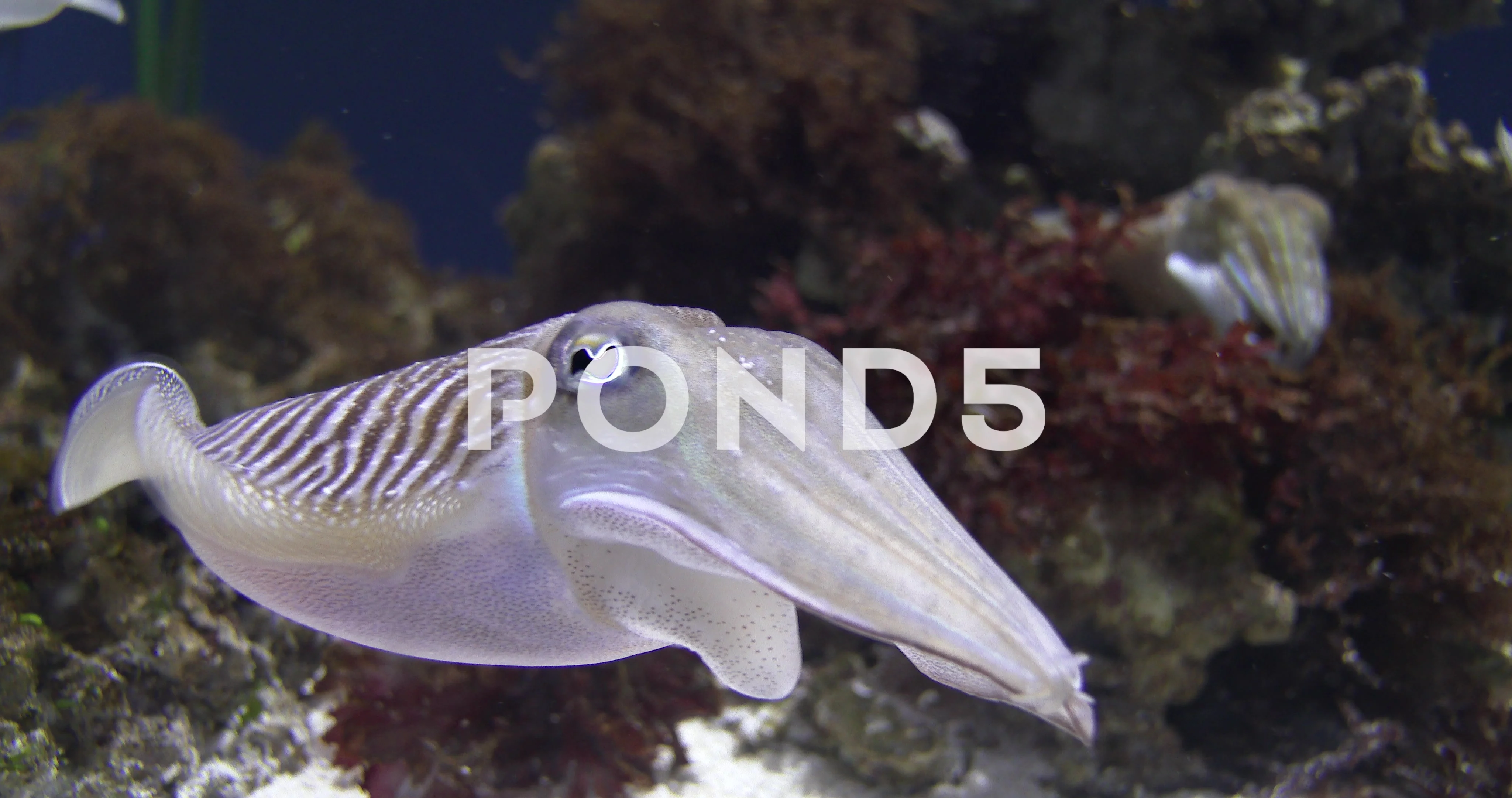 Common European Cuttlefish Sepia Officinalis Generally Stock Photo