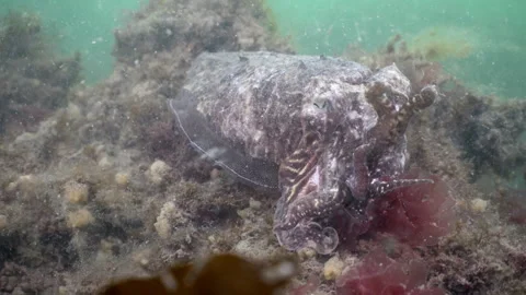 Common cuttlefish underwater in Dutch North Sea waters Stock Footage 336976466