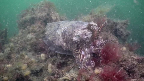 Common cuttlefish underwater in Dutch North Sea waters Stock Footage 336976544