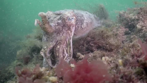 Common cuttlefish underwater in Dutch North Sea waters Stock Footage 336977660
