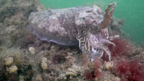 Common cuttlefish underwater in Dutch North Sea waters Stock Footage 336977664