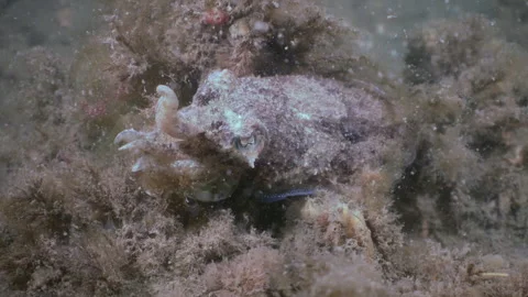 Common cuttlefish underwater in Dutch North Sea waters Stock Footage 336977811