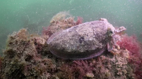 Common cuttlefish underwater in Dutch North Sea waters Stock Footage 336978163
