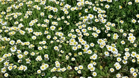 Common daisies covering a meadow Stock Footage 120802153