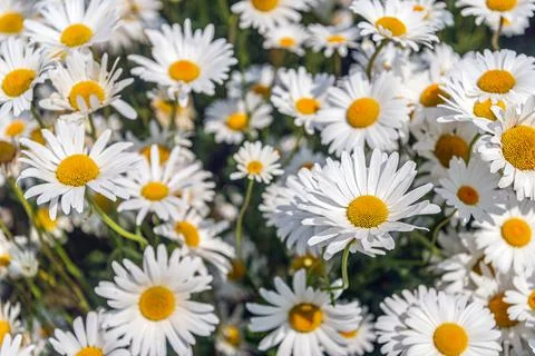 Common daisies in full bloom up close Stock Photos