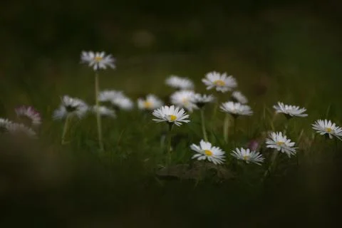 Common daisies on a meadow Stock Photos