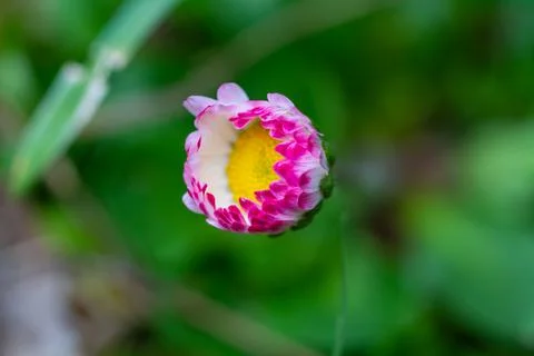 Common daisy blooming Stock Photos