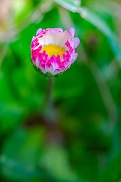Common daisy blooming Stock Photos