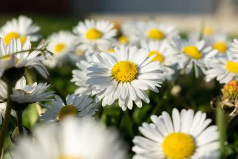 Common daisy close up in spring Stock Photos