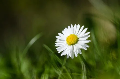 Common daisy closeup Stock Photos