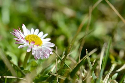 Common daisy flower in nature close up flower head Stock Photos