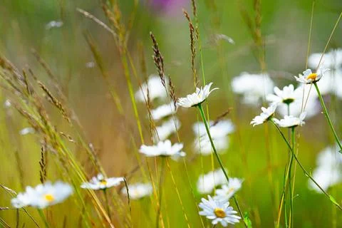 Common daisy in a grass field. Stock Photos