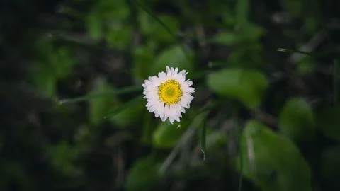 Common daisy growing in the thick grass in the garden Stock Photos