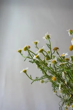 Common daisy indoor Stock Photos