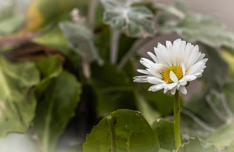 Common daisy macro close up shot Stock Photos