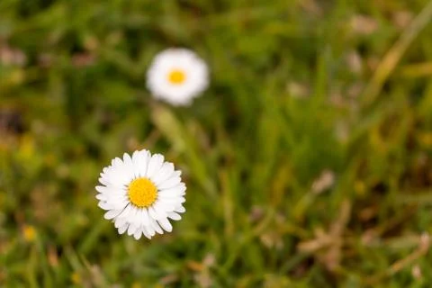 Common daisy Stock Photos