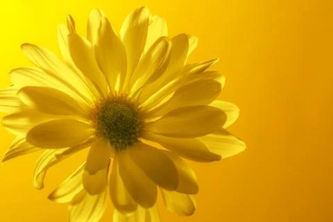 Common Daisy Foto stock