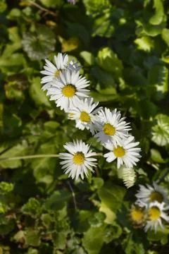Common daisy Stock Photos