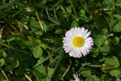 Common daisy Stock Photos