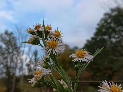 Common Daisy Фото