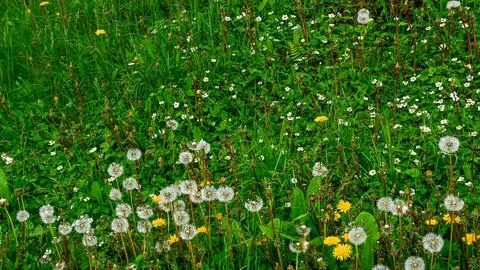 Common Dandelion also known as clocks or blowballs Foto stock