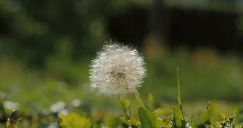 Common Dandelion, being blown and dispersed by wind, Slow motion. Video stock 109312574