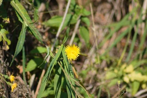 Common dandelion in bloom closeup view with blurred plants in background Foto stock