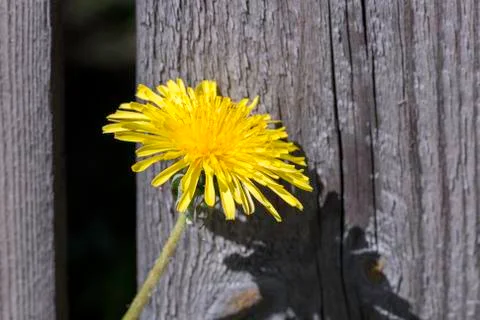 Common Dandelion Close Up Stock Photos