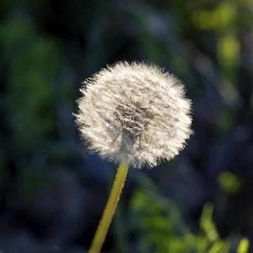 Common dandelion, dandelion, backlit Stock Photos