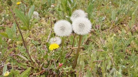 Common dandelion in a field Video stock 71550259
