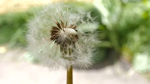 Common Dandelion Flower 1 Stock Footage 76704382