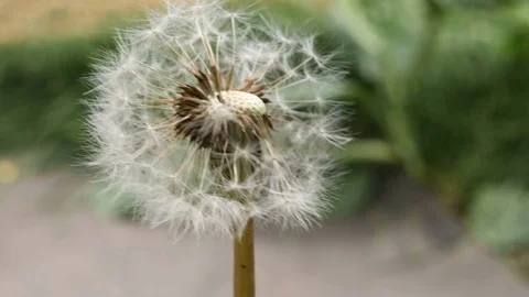 Common Dandelion Flower 2 Stock Footage 76705243