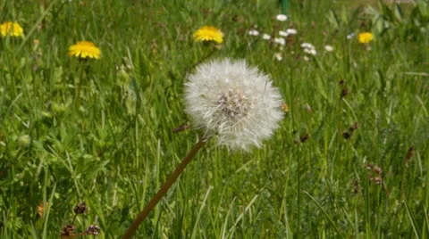 Common Dandelion Stock Footage 23506958