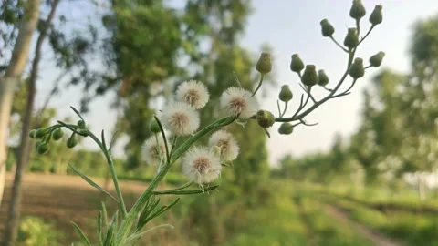 Common Dandelion 動画素材 133395502