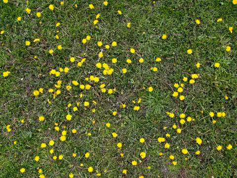 Common Dandelion infested Lawn Stock-Fotos