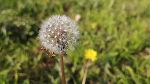 Common dandelion in its seed head phase Stock-Footage 334654676
